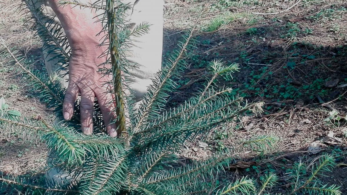 As Nacen Los Rboles De Navidad Del Ajusco