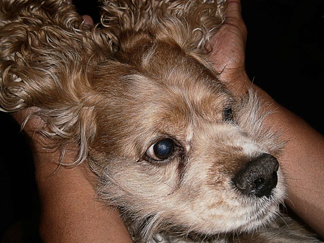 La última lección que dejó mi perro